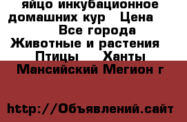 яйцо инкубационное домашних кур › Цена ­ 25 - Все города Животные и растения » Птицы   . Ханты-Мансийский,Мегион г.